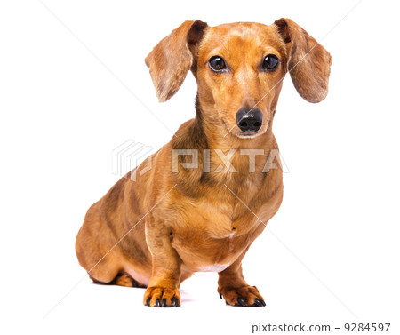 Dachshund dog isolated on white 9284597
