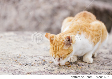 Street cat eating food Street cat eating food 9284606