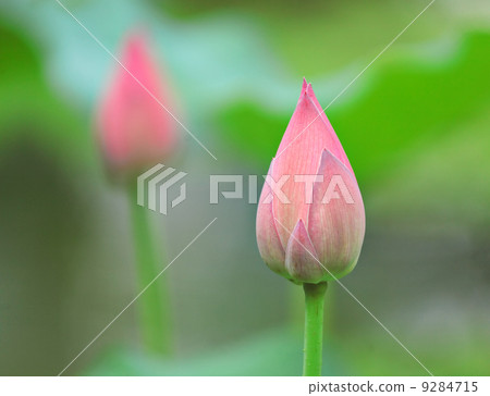lotus bud lotus bud 9284715