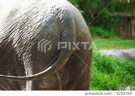 Elephant tail 9284769