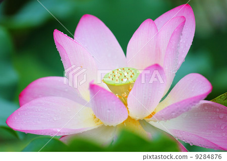 lotus flower 9284876