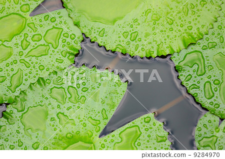 lotus leaf lotus leaf 9284970