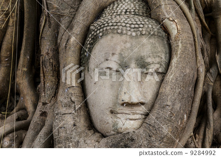 Buddha head in banyan tree Buddha head in banyan tree 9284992