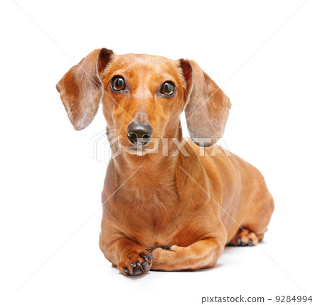 dachshund dog sitting 9284994
