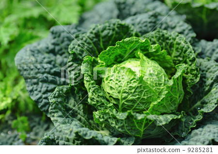 vegetable in field vegetable in field 9285281