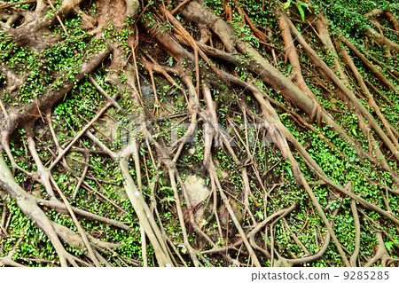 tree root tree root 9285285