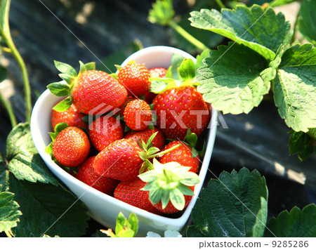 Freshness strawberry on heart shape bowl Freshness strawberry on heart shape bowl 9285286