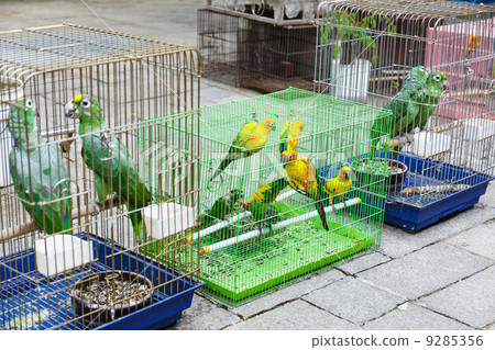 Bird for sell in Hong Kong 9285356
