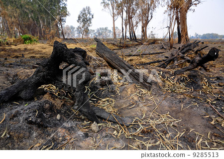 forest after fire forest after fire 9285513
