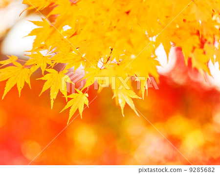Yellow maple leaves 9285682