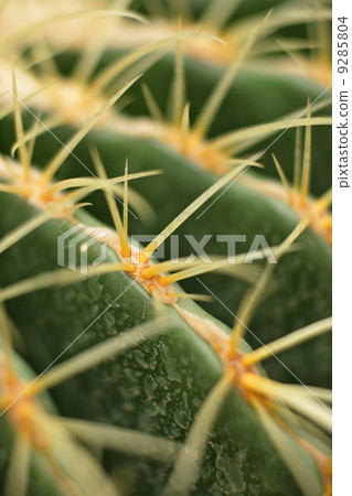 cactus close up cactus close up 9285804