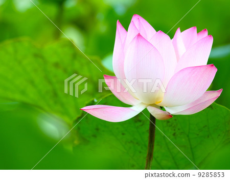 Lotus in pond Lotus in pond 9285853