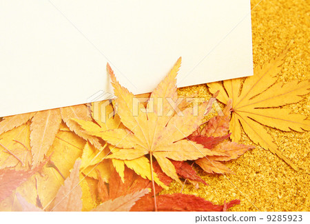 Greeting card with maple 9285923