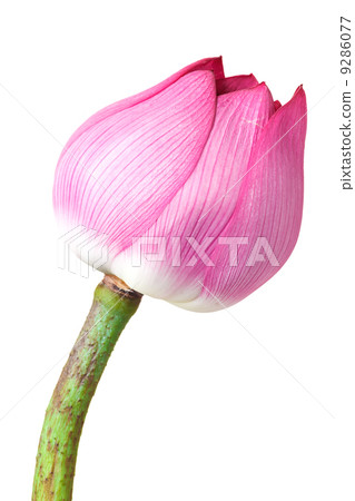 Single lotus buds Single lotus buds 9286077