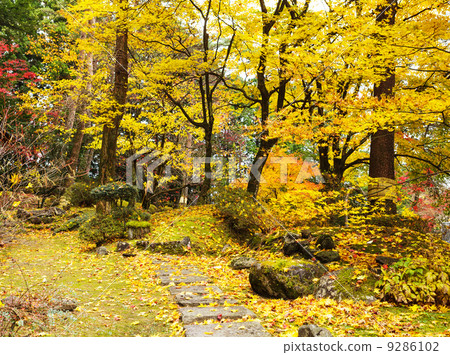 Autumn forest and walking path on mountain Autumn forest and walking path on mountain 9286102