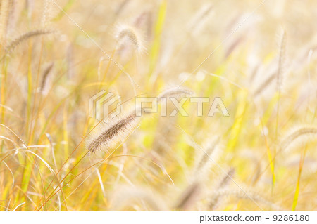 Reed and sunlight 9286180