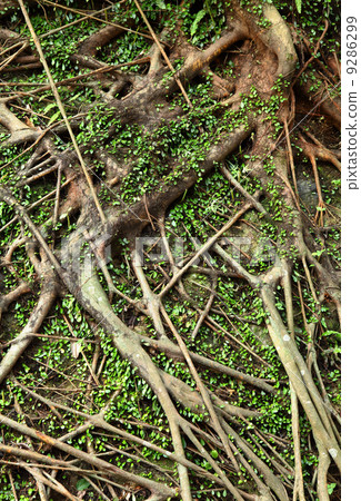 tree roots 9286299