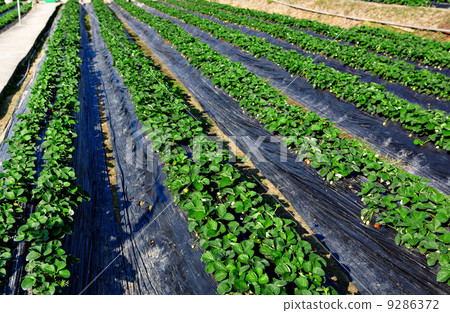 field 9286372