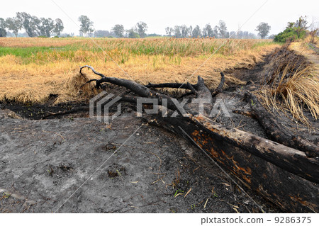forest after fire burn 9286375