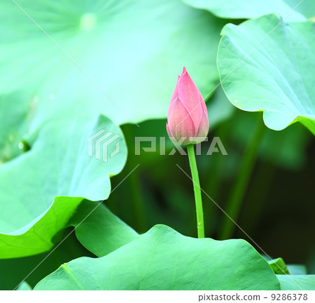 Lotus bud Lotus bud 9286378