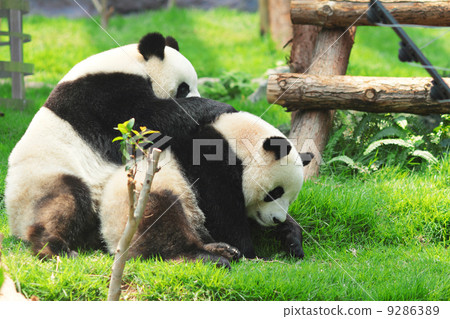 panda panda 9286389