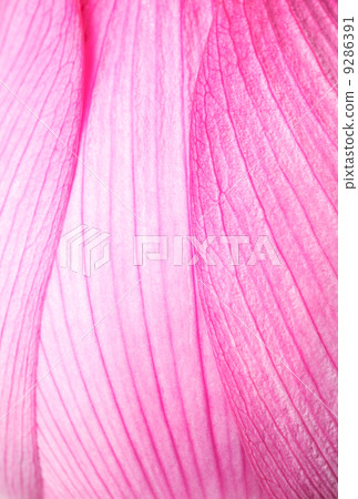 Pink lotus close up 9286391