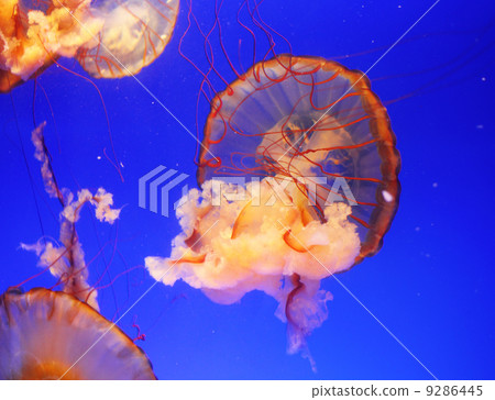 Jellyfish Jellyfish 9286445
