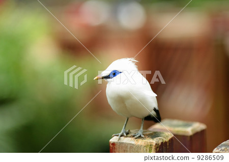 Bali Starling Bali Starling 9286509