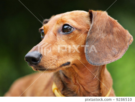 dachshund dachshund 9286510