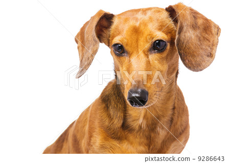Dachshund dog 9286643