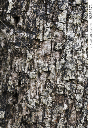 Tree bark texture Tree bark texture 9286871