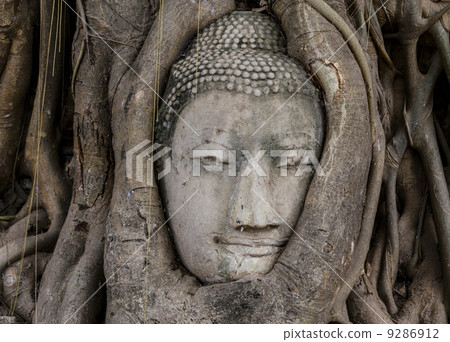 Buddha head in banyan tree Buddha head in banyan tree 9286912