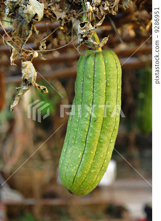 Fresh green sponge gourd 9286951