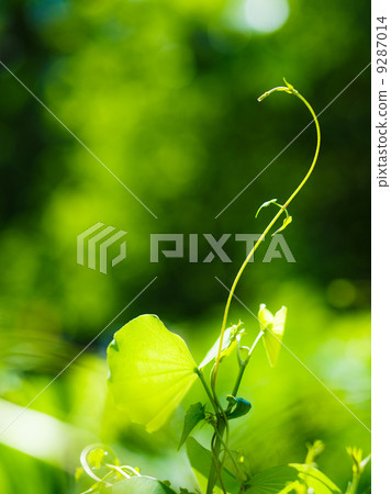 Green plant 9287014