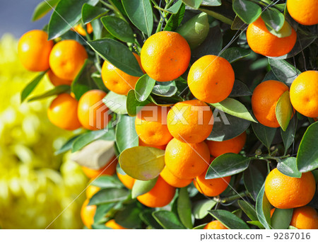chinese kumquat for chinese new year 9287016