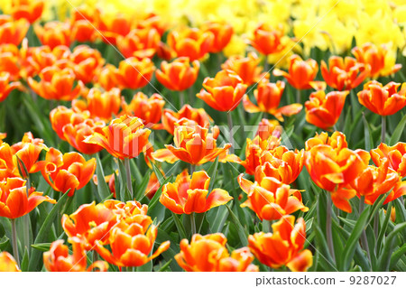 colorful flower field of tulip 9287027