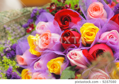 colourful rose colourful rose 9287080