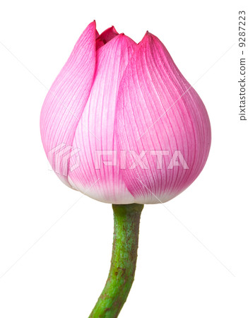 Lotus bud isolated on white background 9287223