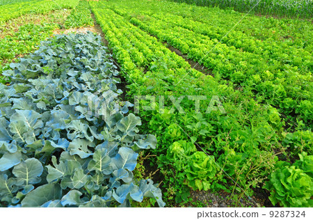 Cultivated land 9287324
