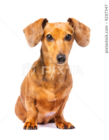 Dachshund dog 9287347