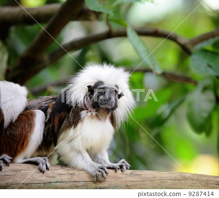 cotton top monkey 9287414