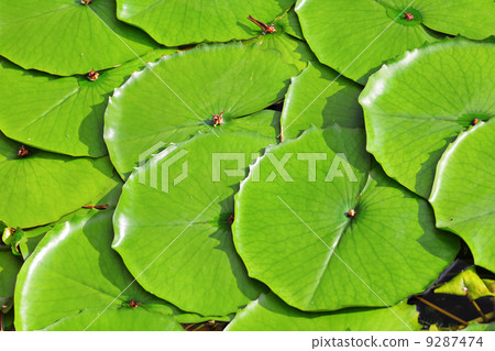 lotus leaf 9287474