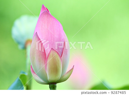 Lotus bud in pond Lotus bud in pond 9287485