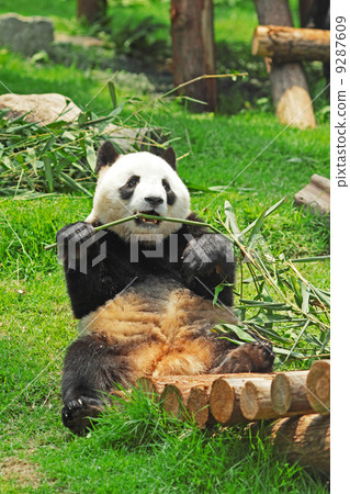 panda 9287609
