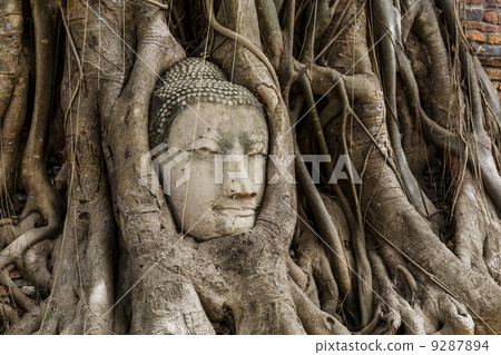 Buddha head statue in banyan tree at Ayutthaya 9287894