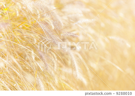 Wild grass under sunset 9288010