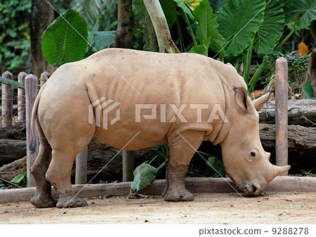rhino 9288278