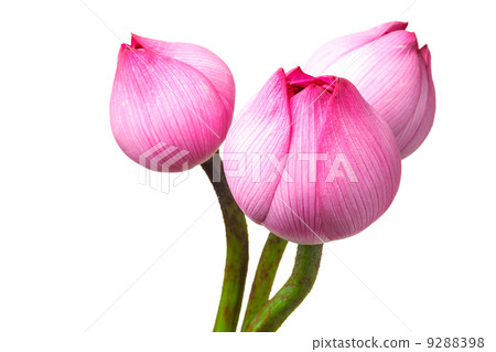 Lotus buds isolated on white background Lotus buds isolated on white background 9288398