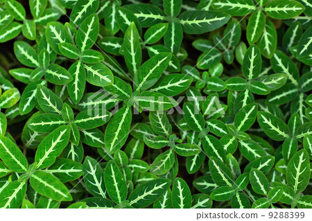 Green leaves background Green leaves background 9288399