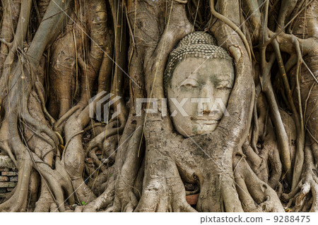 Buddha head in old tree Buddha head in old tree 9288475